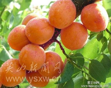 故乡的杏树
