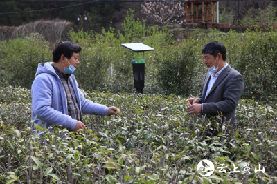 【快讯】省农科院专家来我县指导茶叶富硒生产