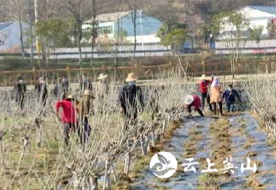 石头咀镇清明期间植树防火“一起抓”