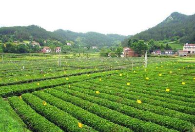 复工复产进行时 中国茶叶之乡湖北英山26万亩茶园陆续开园