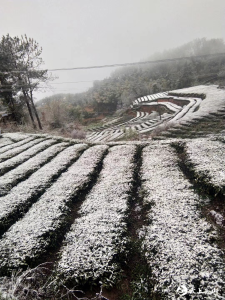 强降温来袭    茶园及时防范“倒春寒”  