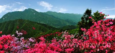 秒杀花魂独自痴——行拍天马寨杜鹃花海