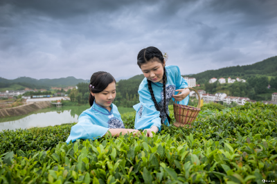 那山 那茶 那人