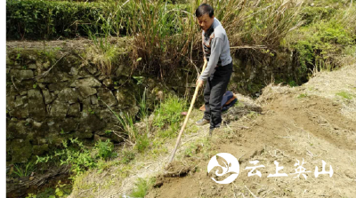 英山县雷家店镇杜家畈村种植黄精闹春耕