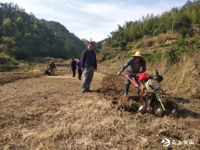 英山温泉镇陈河村：60亩虎杖基地建设如火如荼