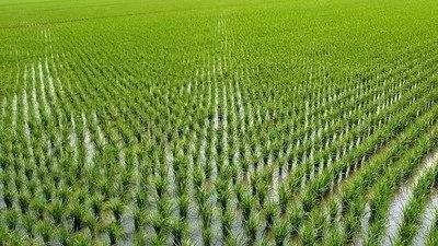 英山县福辉农场大棚育秧惠及4500亩水稻插秧 省时省力省工 增产增收增效