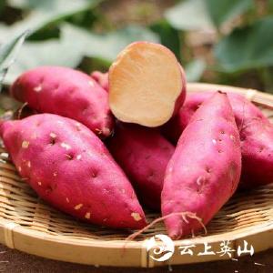 最美，英山苕