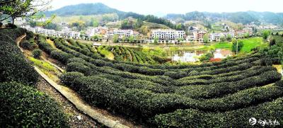 湖北英山茶农、茶商开近千家网店销售英山春茶