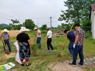 英山县积极引进“香根草”生态防控新技术