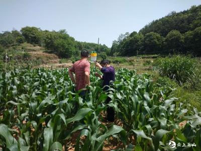 英山縣農(nóng)業(yè)農(nóng)村局安裝誘芯筒做好科學(xué)滅蟲工作