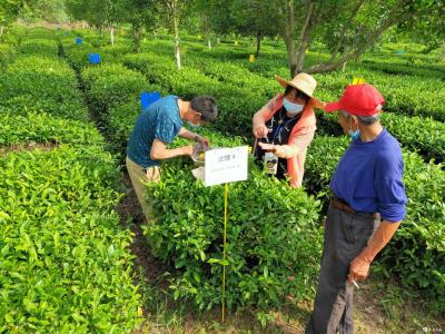 英山县积极开展金龟子绿僵菌防治茶小绿叶蝉试验示范
