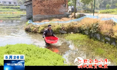 【视频】英山县油铺垸村：推进稻虾共作 助力产业扶贫
