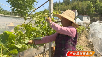 产业扶贫我先行 ——英山县冯家畈村能人回乡带领乡亲致富