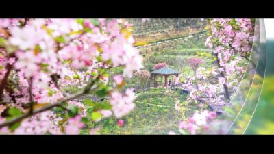 春到英山看花