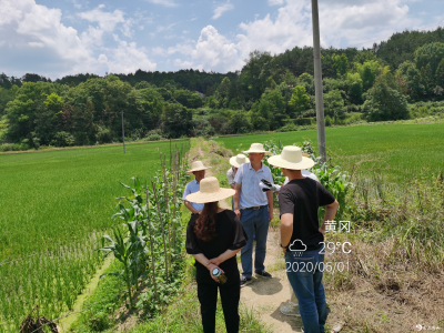 为近400亩稻田“保驾护航” 英山县方家咀乡精准发力推动农田项目建设 