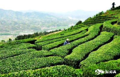 喜讯！“英山云雾茶”入选中欧地理标志协定第二批保护名录 