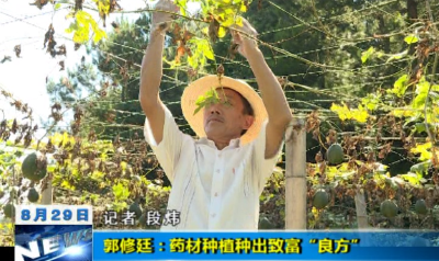 【视频】郭修廷：药材种植种出致富“良方”   