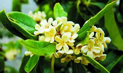 喜见桂花开