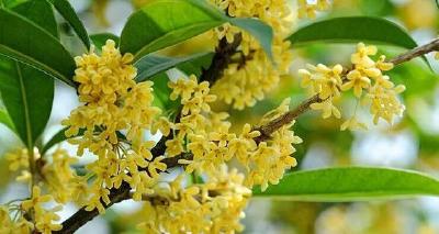 桂 花