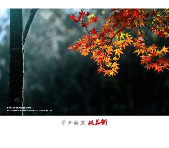 片片枫叶情