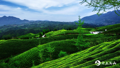 湖北新政：种茶单位超标准使用农药可罚10万元