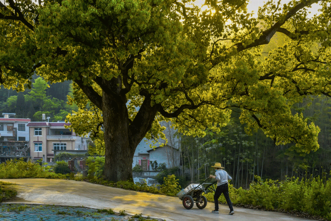 刘雪荣读《树梢上的中国》：古树的情怀