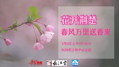 直播丨花开荆楚：春风万里送香来 荆州沙市中山公园邀您“云”赏春光