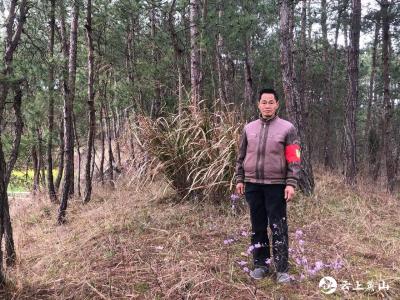 樊家冲村的山林“守护者”