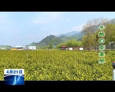 【最美茶园大展播】牛岭白茶基地