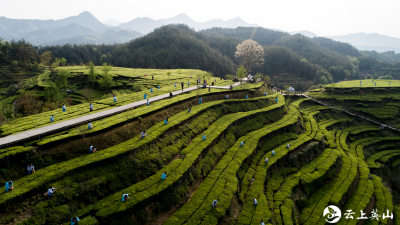 【潮起英山（五）】依托资源 夯实产业致富路