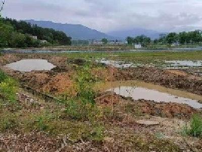 石头咀镇快速制止一起基本农田“非粮”行为