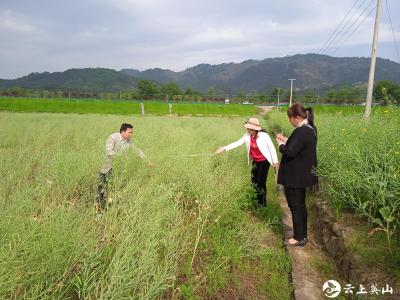 县农业农村局开展油菜产量结构调查