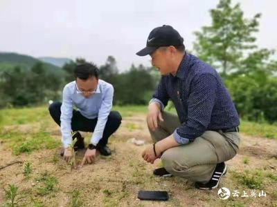 石头咀老屋湾村200亩油茶产业筑起农民增收“新希望”