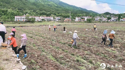 牛轭岭村百亩贝母喜获丰收