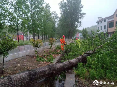 暴雨致12棵行道树倒下  县交通运输部门紧急抢通