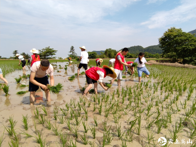 体验农耕文化，做新时代的“种稻人”