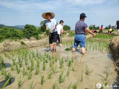 南河镇青年读书班：体验农耕文化 做新时代的“种稻人”