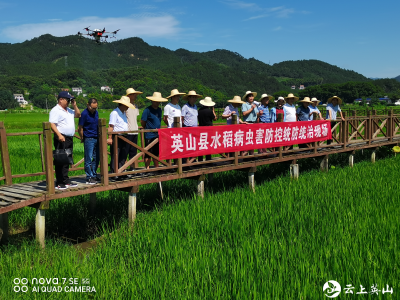 我县掀起水稻病虫防控高潮