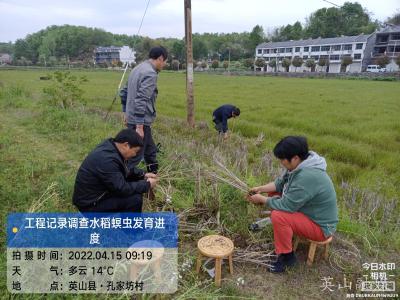 县农业农村局开展水稻螟虫发育进度调查