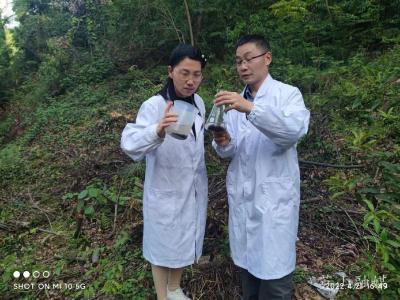 “葛仙米”在英山试种成功
