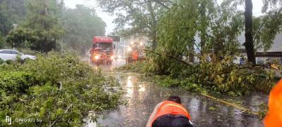 我县遭遇雷雨大风天气  多部门紧急开展灾后恢复工作