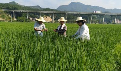 县满溪坪良种场：迎酷暑 战高温 加强水稻田间管理