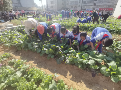 县实验小学：小小“新农人”   实践快乐多