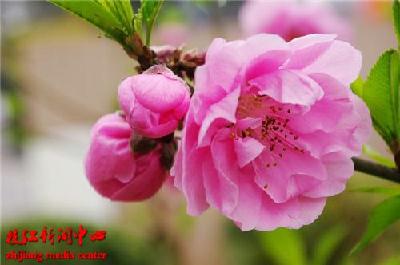 枝江在宜昌召开桃花艺术节新闻发布会