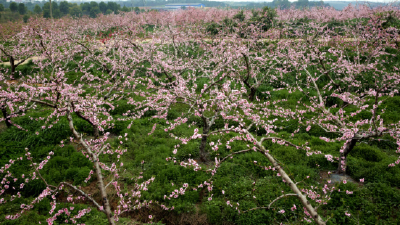 陈启春：种满青草的生态桃园