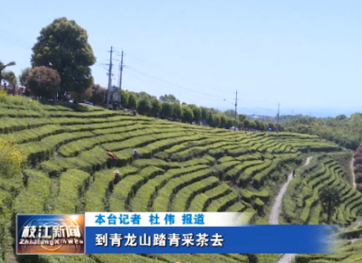 到青龙山踏青采茶去