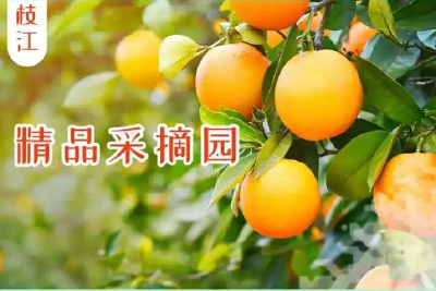 0.1元抢购10斤枝江脐橙，还不快来参加！