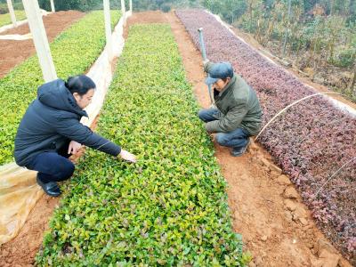 “能吃苦，有思路”——李传国的致富密码