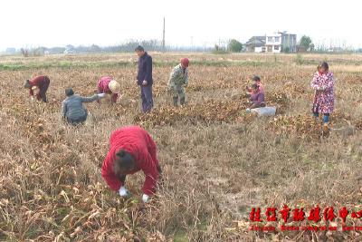 “水稻+泽泻”首季试种迎丰收 助农增收新示范新路子