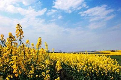 春节期间枝江文化和旅游市场安全祥和有序